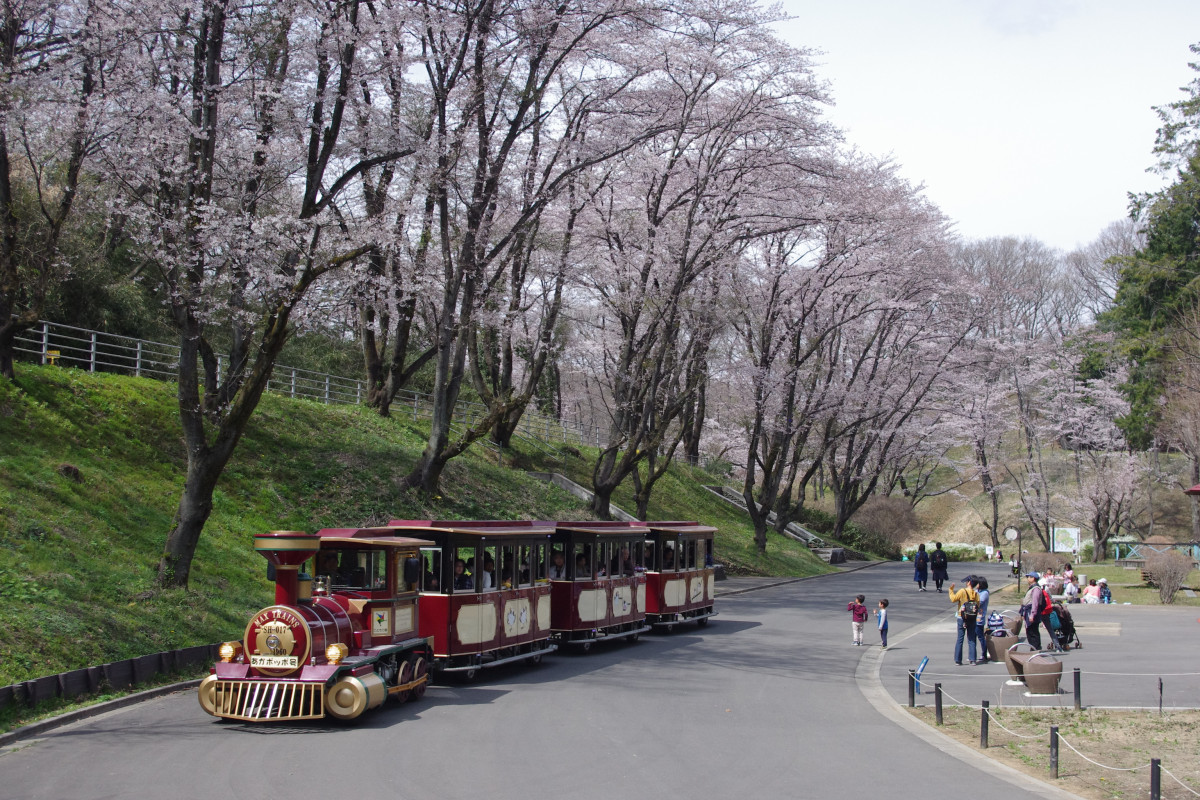 こども の 国 横浜